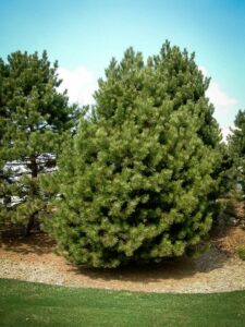 Сосна Чёрная (Pinus Nigra) купить по цене от 270.00р. в интернет-магазине «Посадика» с доставкой почтой в в Приморско-Ахтарске и по всей России – [изображение №1].