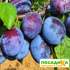 Слива Чачакская ранняя купить по цене от 229.00р. в интернет-магазине «Посадика» с доставкой почтой в в Приморско-Ахтарске и по всей России – [изображение №1].