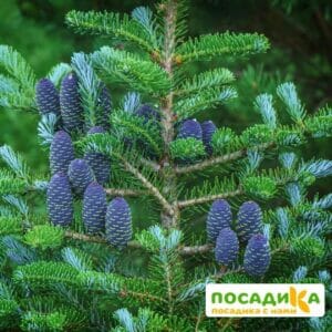 Пихта корейская (Abies koreana) купить по цене от 450.00р. в интернет-магазине «Посадика» с доставкой почтой в в Приморско-Ахтарске и по всей России – [изображение №1].