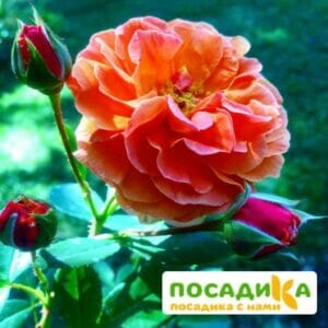 Роза Арабия купить по цене от 350.00р. в интернет-магазине «Посадика» с доставкой почтой в в Приморско-Ахтарске и по всей России – [изображение №1].