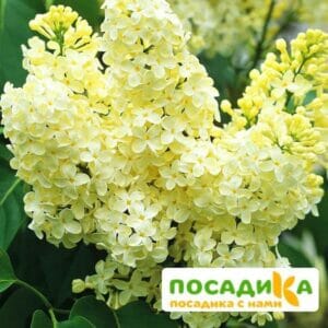 Сирень Примроуз (Primrose) купить по цене от 529.00р. в интернет-магазине «Посадика» с доставкой почтой в в Приморско-Ахтарске и по всей России – [изображение №1].