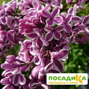 Сирень Сенсация купить по цене от 529.00р. в интернет-магазине «Посадика» с доставкой почтой в в Приморско-Ахтарске и по всей России – [изображение №1].