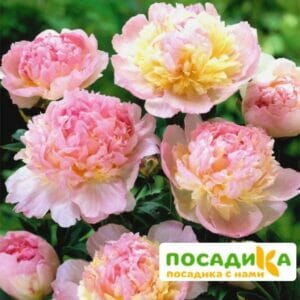 Пион Распберри Сандей (Paeonia Raspberry Sundae) купить по цене от 959р. в интернет-магазине «Посадика» с доставкой почтой в в Приморско-Ахтарске и по всей России – [изображение №1].