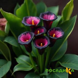 Калла Аура Лейс купить по цене от 400р. в интернет-магазине «Посадика» с доставкой почтой в в Приморско-Ахтарске и по всей России – [изображение №1].