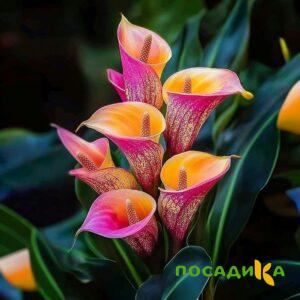 Калла Оникс купить по цене от 450р. в интернет-магазине «Посадика» с доставкой почтой в в Приморско-Ахтарске и по всей России – [изображение №1].