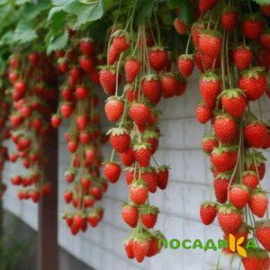 Клубника вьющаяся Комплимент купить по цене от 470р. в интернет-магазине «Посадика» с доставкой почтой в в Приморско-Ахтарске и по всей России – [изображение №1].
