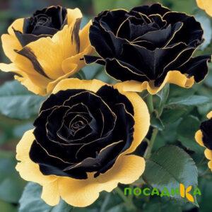 Роза Ханни Сикл купить по цене от 700р. в интернет-магазине «Посадика» с доставкой почтой в в Приморско-Ахтарске и по всей России – [изображение №1].