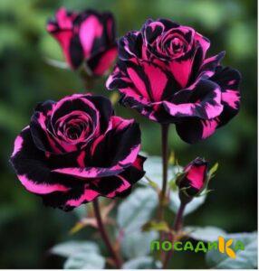 Роза Багровый Шепот купить по цене от 366р. в интернет-магазине «Посадика» с доставкой почтой в в Приморско-Ахтарске и по всей России – [изображение №1].