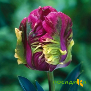 Тюльпан Экзотик Хэвен купить по цене от 186р. в интернет-магазине «Посадика» с доставкой почтой в в Приморско-Ахтарске и по всей России – [изображение №1].