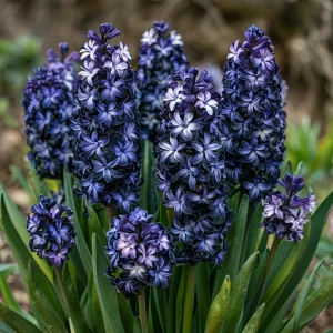 Гиацинт Блум Клауд купить по цене от 2099р. в интернет-магазине «Посадика» с доставкой почтой в в Приморско-Ахтарске и по всей России – [изображение №1].